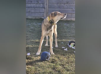 Trusky - sensibler Jungspund sucht Sicherheit (83098 Brannenburg)