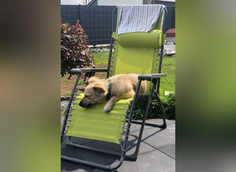 Luna möchte Teil deiner Familie werden (84152 Mengkofen)