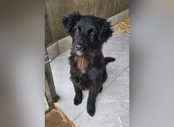 Robbie wünscht sich sein eigenes Körbchen (53498 Bad Breisig)