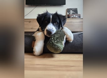 Rolli - 5 Monate, verspielt, menschenbezogen