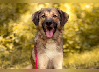 Rey wünscht sich eine eigene Familie (15938 Drahnsdorf)