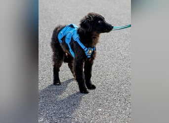 Robbie wünscht sich sein eigenes Körbchen (53498 Bad Breisig)