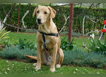 Charlie - Wer nimmt sich Zeit, ihn kennenzulernen? (07806 Weira)