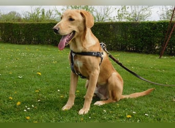 Charlie - Wer nimmt sich Zeit, ihn kennenzulernen? (07806 Weira)