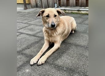 Lucky sehnt sich nach einem Für-immer-Zuhause (84152 Mengkofen)