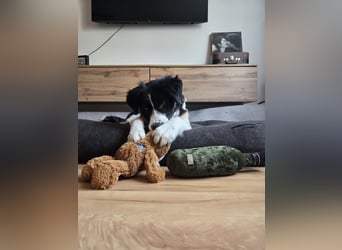 Rolli - 5 Monate, verspielt, menschenbezogen