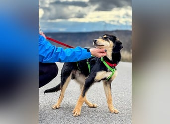 Franzl möchte euer Familienhund werden (85614 Kirchseeon-Eglharting)