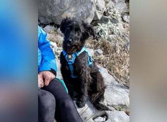 Robbie wünscht sich sein eigenes Körbchen (53498 Bad Breisig)