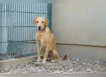 Charlie - Wer nimmt sich Zeit, ihn kennenzulernen? (07806 Weira)