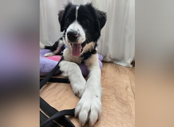 Rolli - 5 Monate, verspielt, menschenbezogen