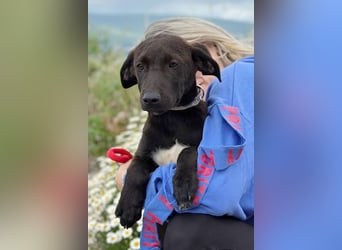 Patch - Neugieriger Jungspund sucht dich! (06886 Lutherstadt Wittenberg)