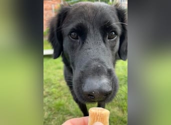 Blacky - Das Glück zum Greifen nah (15938 Drahnsdorf)