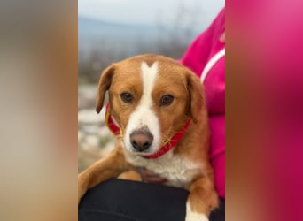 Chilli - heißer Typ sucht ein Zuhause (71149 Bondorf)