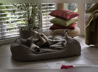 Trusky - sensibler Jungspund sucht Sicherheit (83098 Brannenburg)