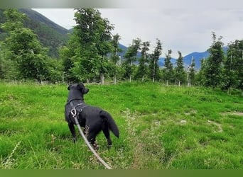 August - Großes Herz sucht Familie für ein dauerhaftes Happy End! (78166 Donaueschingen)