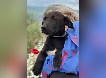 Patch - Neugieriger Jungspund sucht dich! (06886 Lutherstadt Wittenberg)