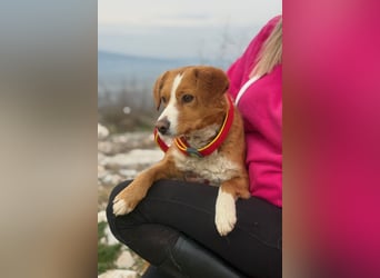 Chilli - heißer Typ sucht ein Zuhause (71149 Bondorf)