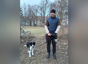 Rolli - 5 Monate, verspielt, menschenbezogen