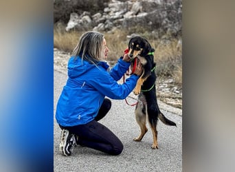 Franzl möchte euer Familienhund werden (85614 Kirchseeon-Eglharting)