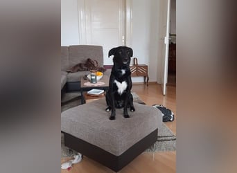 August - Großes Herz sucht Familie für ein dauerhaftes Happy End! (78166 Donaueschingen)