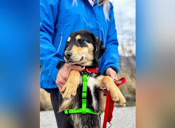 Franzl möchte euer Familienhund werden (85614 Kirchseeon-Eglharting)