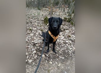 Blacky - Das Glück zum Greifen nah (15938 Drahnsdorf)