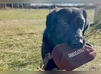 Blacky - Das Glück zum Greifen nah (15938 Drahnsdorf)