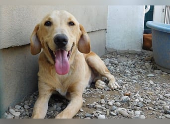 Charlie - Wer nimmt sich Zeit, ihn kennenzulernen? (07806 Weira)