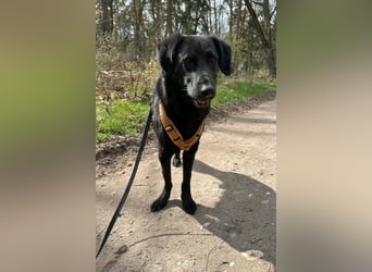 Blacky - Das Glück zum Greifen nah (15938 Drahnsdorf)