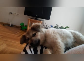 Luna möchte Teil deiner Familie werden (84152 Mengkofen)