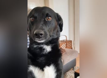 August - Großes Herz sucht Familie für ein dauerhaftes Happy End! (78166 Donaueschingen)