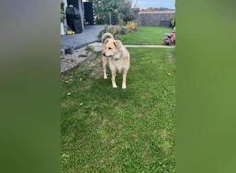 Luna möchte Teil deiner Familie werden (84152 Mengkofen)