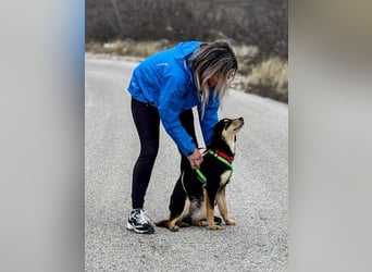 Franzl möchte euer Familienhund werden (85614 Kirchseeon-Eglharting)