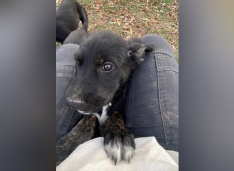 Unsere süße Chanel wartet auf ihre eigene Familie!