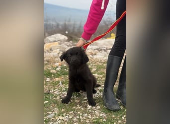 Zoe sucht ein liebevolles Zuhause (47506 Neukirchen-Vluyn)