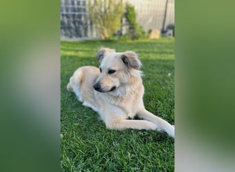 Luna möchte Teil deiner Familie werden (84152 Mengkofen)