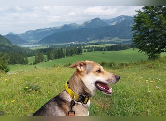 Trusky - sensibler Jungspund sucht Sicherheit (83098 Brannenburg)