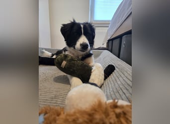 Rolli - 5 Monate, verspielt, menschenbezogen