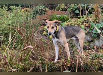 Trusky - sensibler Jungspund sucht Sicherheit (83098 Brannenburg)