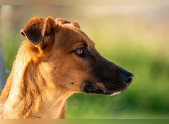 Joschi – ein Freund fürs Leben