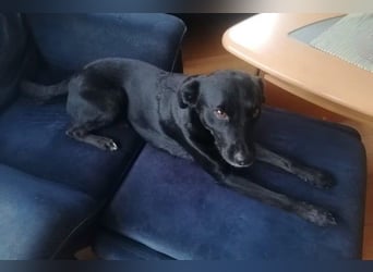 August - Großes Herz sucht Familie für ein dauerhaftes Happy End! (78166 Donaueschingen)