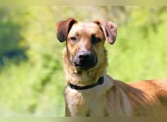 Maddox sucht Menschen, die ihm die Welt zeigen (73630 Remshalden)