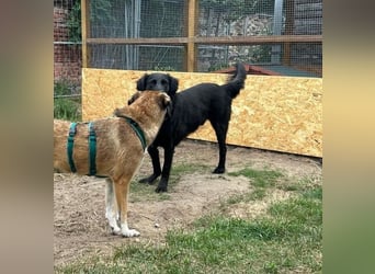 Blacky - Das Glück zum Greifen nah (15938 Drahnsdorf)