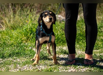 Franzl möchte euer Familienhund werden (85614 Kirchseeon-Eglharting)
