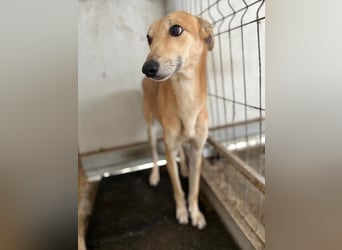 TOFU sucht ein Zuhause