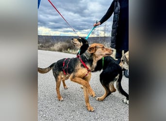 Elara möchte Teil eurer Familie werden (85591 Vaterstetten)