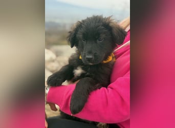 Momo sucht ein liebevolles Zuhause (80997 München)