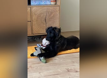 Momo sucht ein liebevolles Zuhause (80997 München)