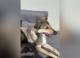 Ahri wünscht sich eine Familie für immer (51145 Köln)