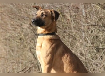 Maddox sucht Menschen, die ihm die Welt zeigen (73630 Remshalden)